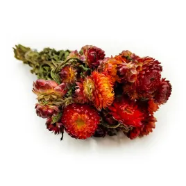 kocanka-suszona-helichrysum-pomaranczowa