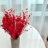 len-suszony-czerwony-wysokosc-maksymalna-60-cm