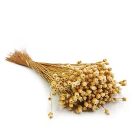 jazilda-suszona-naturalna