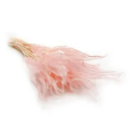 ouro-stabilizowane-rozowe