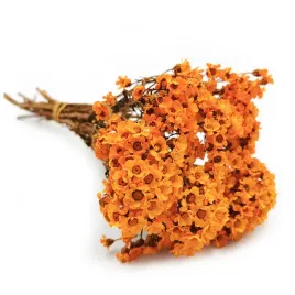oxodia-suszona-pomaranczowa