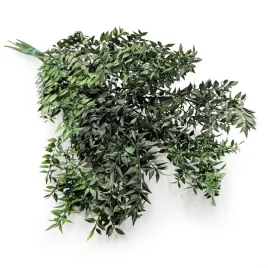 ruskus-stabilizowany-ruscus-zielony