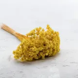 hill-flower-zolty-wysokosc-maksymalna-60-cm