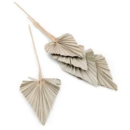 palma-cieta-wachlarz-strzalka-palm-spear-naturalna