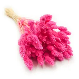 suszony-phalaris-kanar-mozga-kanaryjska-fuksja