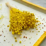 len-suszony-zolty-stan-nowy-wysokosc-maksymalna-60-cm