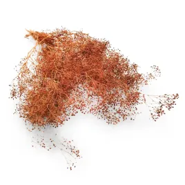 gipsowka-stabilizowana-mini-gypsophila-brazowa