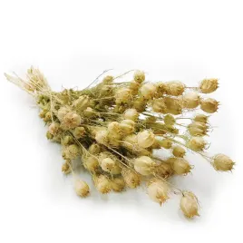 czarnuszka-suszona-nigella-damascena-zielona