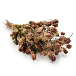 czarnuszka-suszona-nigella-damascena-czerwona