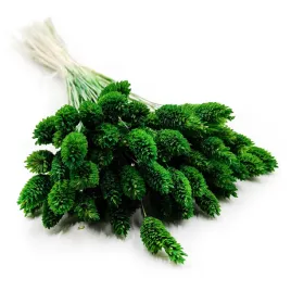 suszony-phalaris-kanar-mozga-kanaryjska-butelkowy