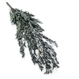 eukaliptus-stabilizowany-parvifolia-zielony