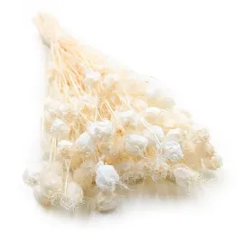 czarnuszka-suszona-nigella-damascena-bielona