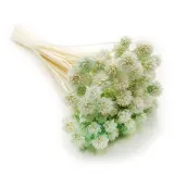 hill-flower-mietowy