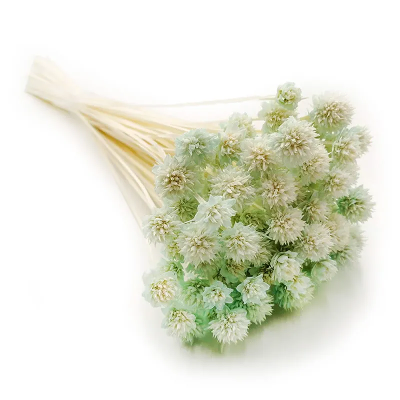 hill-flower-mietowy-stan-nowy