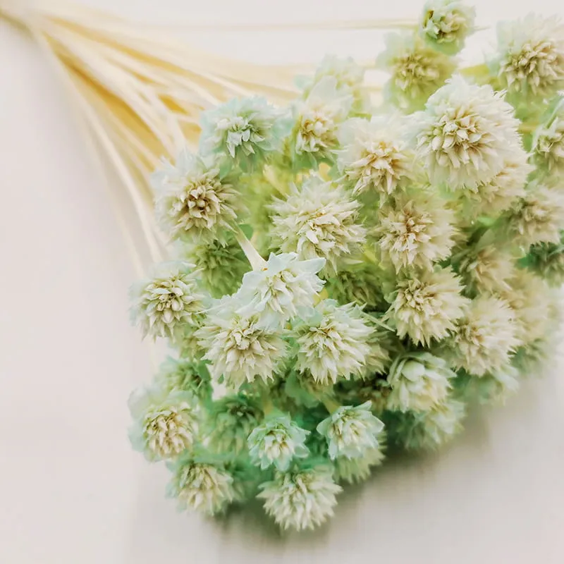 hill-flower-mietowy