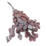 eukaliptus-stabilizowany-populus-czerwony