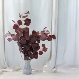 eukaliptus-stabilizowany-populus-czerwony-wysokosc-maksymalna-60-cm