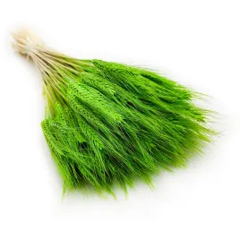 pszenzyto-suszone-jasno-zielone