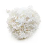 hortensja-stabilizowana-hydrangea-biala