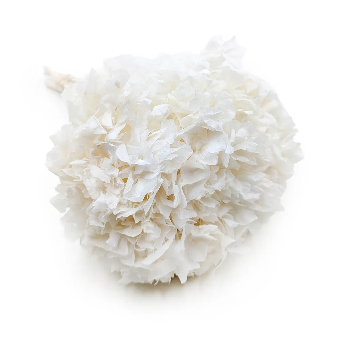 hortensja-stabilizowana-hydrangea-biala-stan-nowy