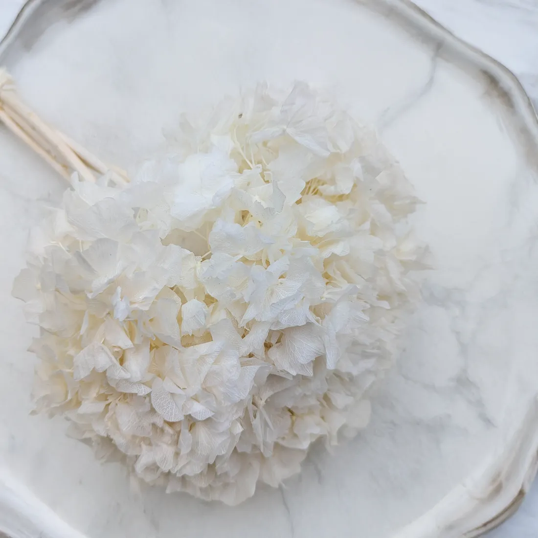 hortensja-stabilizowana-hydrangea-biala