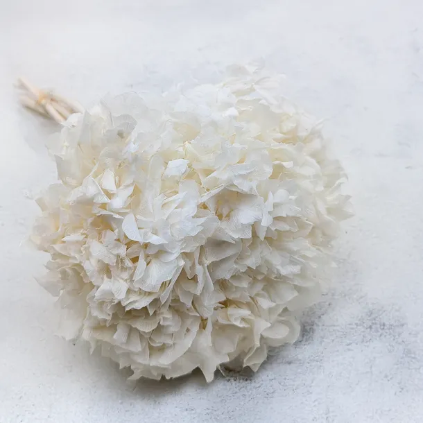 hortensja-stabilizowana-hydrangea-biala-wysokosc-maksymalna-60-cm