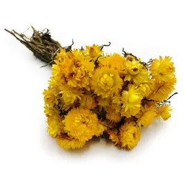 kocanka-suszona-helichrysum-zolta