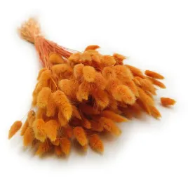 suszony-lagurus-dmuszek-jajowaty-pomaranczowy