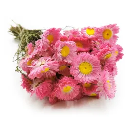 suszony-suchlin-sucholuska-acroclinium-rozowe