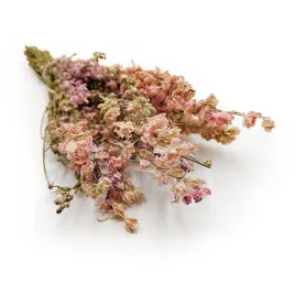 ostrozka-suszona-delphinium-rozowa