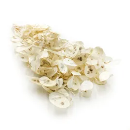 miesiecznica-biala-lunaria-bielona-polska