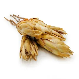 suszona-protea-protea-repens-kremowa-5szt