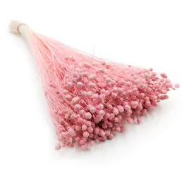 len-suszony-jasny-roz