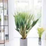 pszenzyto-suszone-mietowe-wysokosc-maksymalna-60-cm