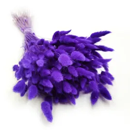 suszony-lagurus-dmuszek-jajowaty-ultra-violet