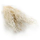 lepidium-lepidium-sativum-bielone
