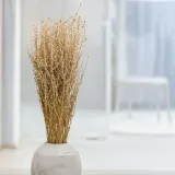 lepidium-lepidium-sativum-naturalne-stan-nowy