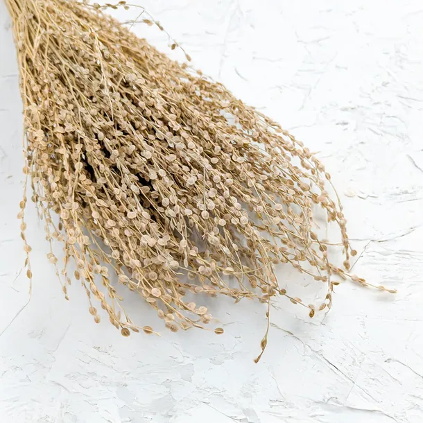 lepidium-lepidium-sativum-naturalne-rodzaj-trawy
