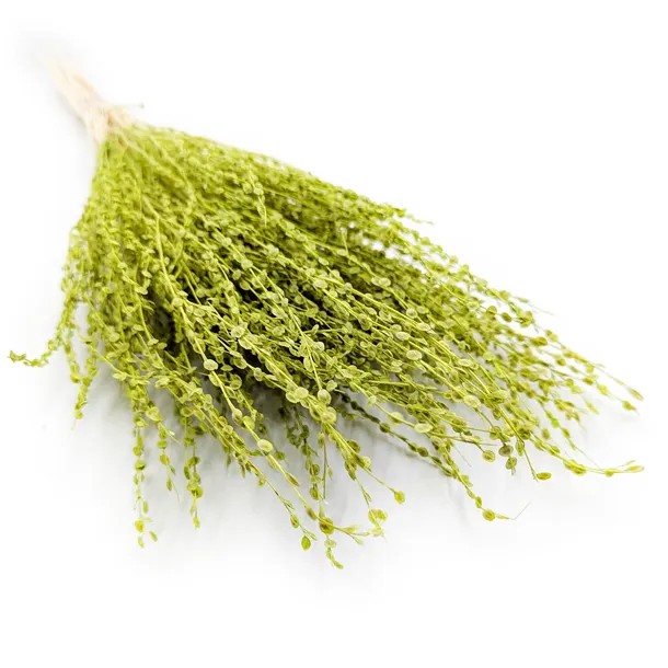 lepidium-lepidium-sativum-jasnozielone