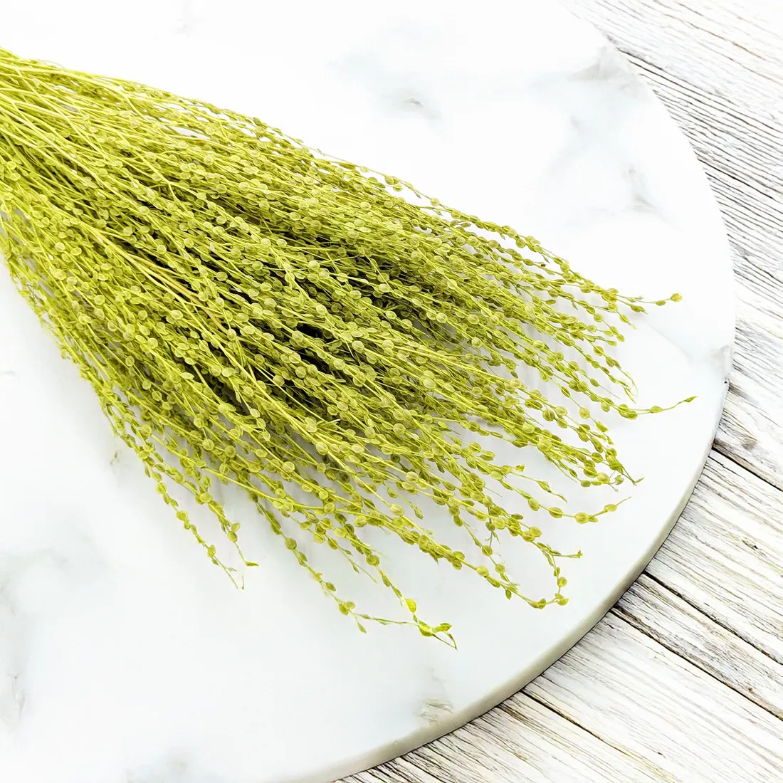 lepidium-lepidium-sativum-jasnozielone