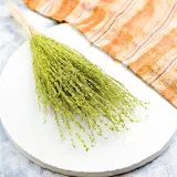 lepidium-lepidium-sativum-jasnozielone-rodzaj-trawy