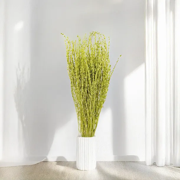 lepidium-lepidium-sativum-jasnozielone-wysokosc-maksymalna-60-cm