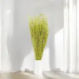 lepidium-lepidium-sativum-jasnozielone-wysokosc-maksymalna-60-cm