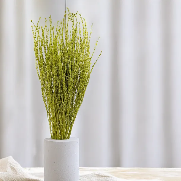 lepidium-lepidium-sativum-jasnozielone-marka-enchanted