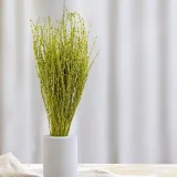 lepidium-lepidium-sativum-jasnozielone-marka-enchanted
