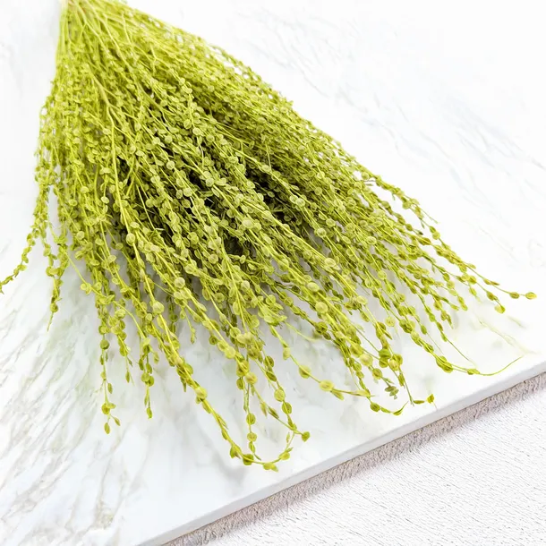 lepidium-lepidium-sativum-jasnozielone-typ-inny