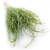 lepidium-lepidium-sativum-zielone