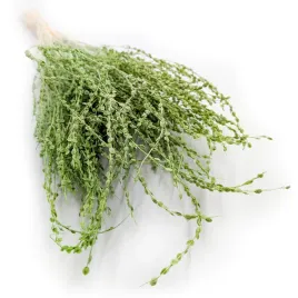 lepidium-lepidium-sativum-zielone