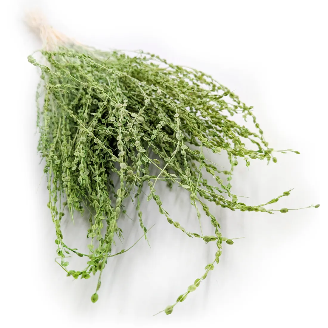 lepidium-lepidium-sativum-zielone-stan-nowy