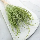 lepidium-lepidium-sativum-zielone-stan-nowy